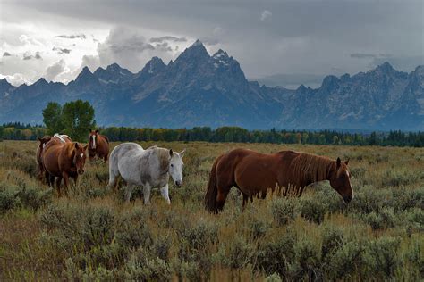 Horses In Grand Teton National Park Photograph By Mark Newman Fine