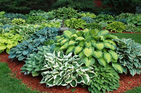Las Hostas Más Lindas Para El Jardín Landscaping Plants Hosta