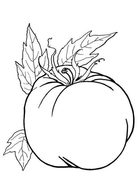 Tomato Plant Coloring Coloring Pages