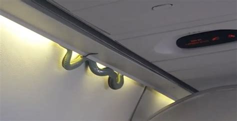 A Real Life Snake On A Plane Broke Loose On A Flight To Alaska