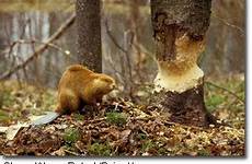beaver maryland american dnr mammals range description wildlife gov