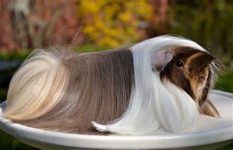 53 Guinea Pigs With The Most Majestic Hair Bored Panda