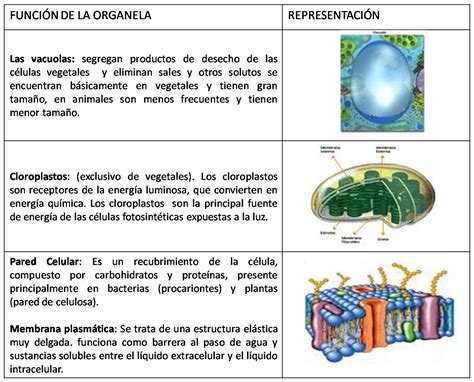 El hecho de que un país reconozca a otro es siempre una negociación de intereses. El aparato digestivo y Las generalidades de la Célula: La ...