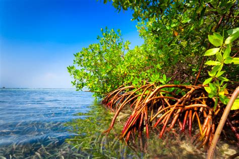 30k Mangrove Pictures Download Free Images On Unsplash