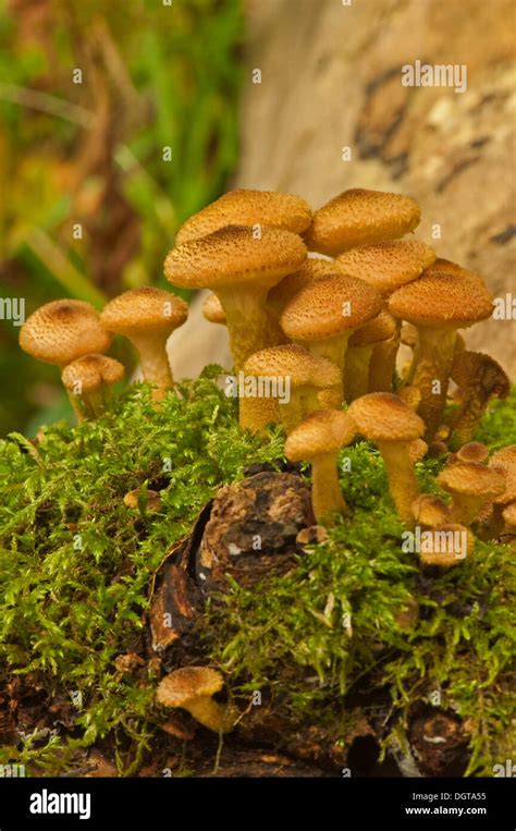 Honey Fungus On Tree Stump Stock Photo Alamy