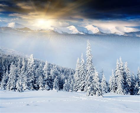 Winter Forest Snow Traces Dawn The Snow Tree Hills Hd Wallpaper