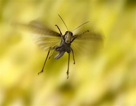 Bird Grasshopper In Flight Smithsonian Photo Contest Smithsonian