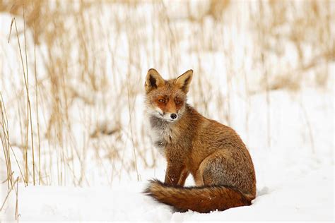Red Fox Sitting In The Snow Photograph By Roeselien Raimond Pixels