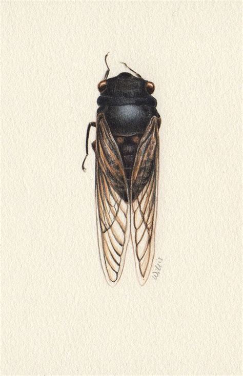 Cicada Heidi Willis Botanical And Wildlife Artist Cicada Bug Art Wildlife Artists
