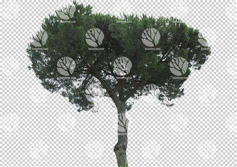 Gobotree Cut Out Of Medium Tree During