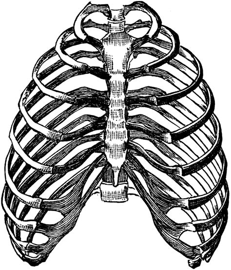 In this case it will be thoracic spine rotation does affect the rib cage, but not nearly as much as this pose might suggest. Human Rib Cage Drawing at GetDrawings | Free download