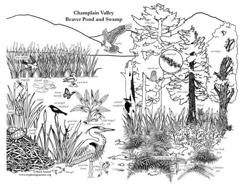Tree of life awakenings debuted on: Image result for lakes and ponds coloring page | Animal ...