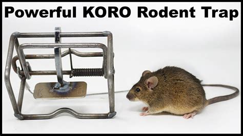 The Koro Rodent Trap Is Catches A Mouse In The Barn Powerful Trap