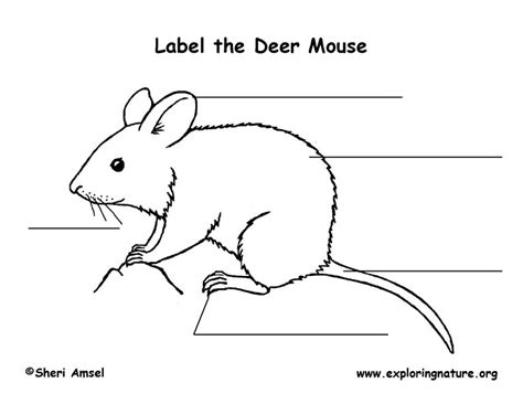 Mouse Labeling Page