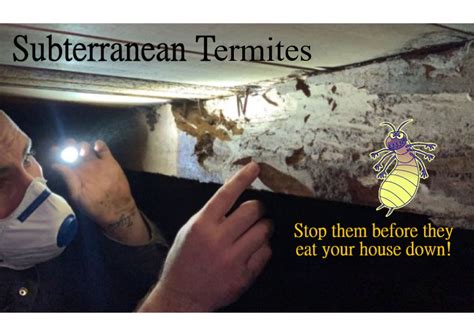 Subterranean Termites Denizens Of The Underworld Corkys Pest