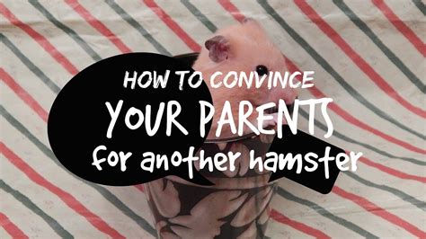 How To Convince Your Parents For Another Hamster Youtube