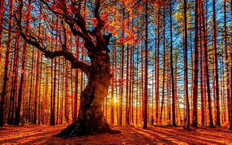 Wallpaper Beautiful Autumn Sunset Forest Trees Red