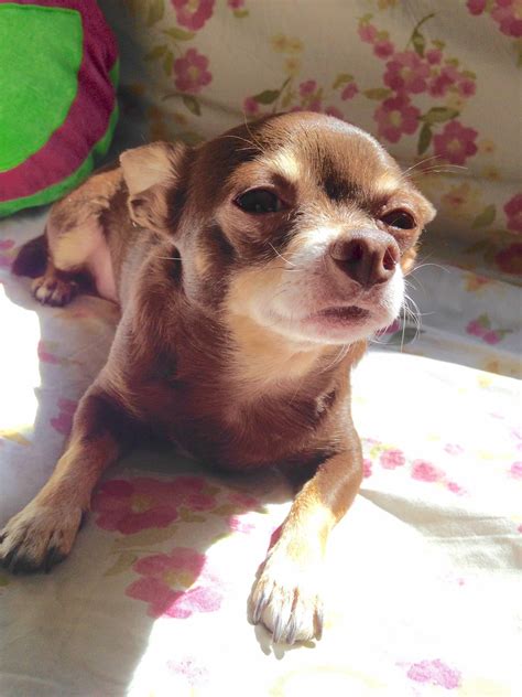 Maybe you would like to learn more about one of these? Looks a lot like my Jax! | Chihuahua love, Chihuahua, Animals