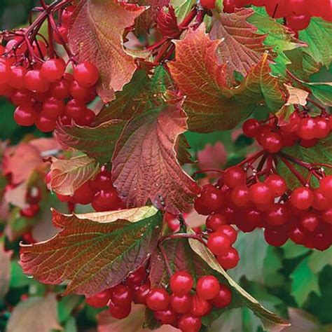 American Highbush Cranberry Viburnum Trilobum Shrub Seeds Showy