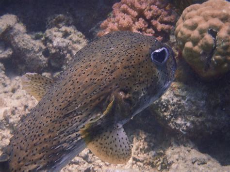 Snorkelling The Great Barrier Reef With Wavelength