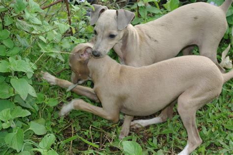 Two Femalie Italian Greyhound Puppies Fawn Female On The Flickr