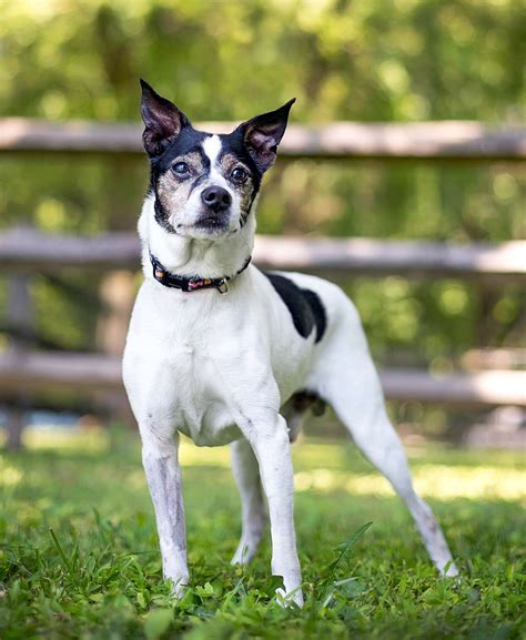 Rat Terrier Dog Breed Information And Characteristics Daily Paws