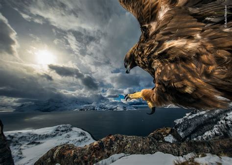 The Winners Of The Wildlife Photographer Of The Year Competition Arts