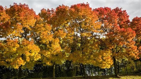 Autumn Colours Derek Flickr