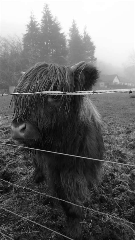 Hairy Coos Or Highland Cattle Are A Scottish Breed Of Cattle With