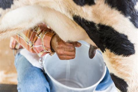 Man Hand Milking A Cow By Hand Cow Standing In The Corral Dairy Farm Stock Image Image Of
