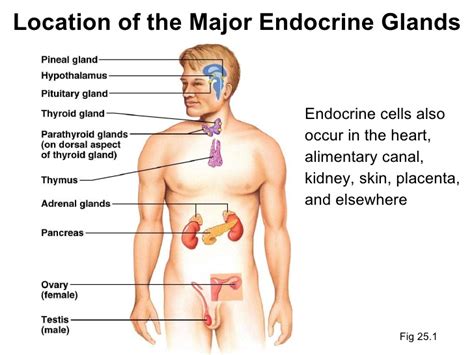 Major Endocrine Glands Their Hormones And Functions Overall Science
