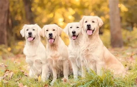 Golden Retriever Dog Breed Information And Owners Guide Perfect Dog