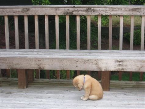 Cute Sad Puppy Blank Template Imgflip
