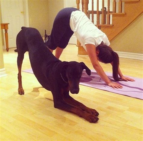 15 Dogs Who Are Just Showing Off Their Superior Yoga Skillz Barkpost