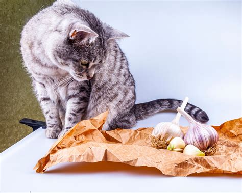 Some tuna now and then probably won't hurt. Can Cats Eat Garlic? Is Garlic Safe for Cats? - ExcitedCats