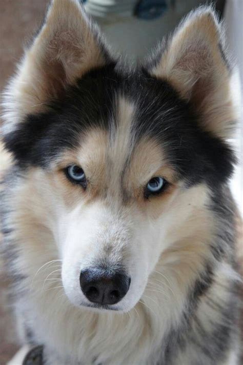 Traditionally, the german shepherd husky mix has pointed ears, wolf like faces, and inherits blue eyes from its husky lineage. Pin van Sarah Osborne op Critters | Honden, Schattigste ...