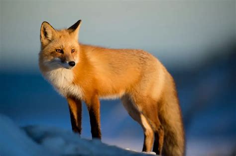 Spiritual Meaning Of A Fox In Dream Fox Spirit Animal Meaning