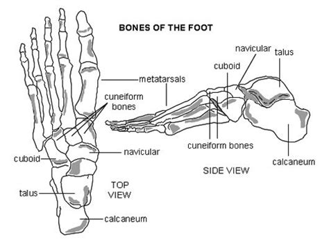 The tibia (os tibia) and fibula (os fibula) are the bones that support the leg. UPDATE: New Foot Problems for Eli Manning - Celebrity Diagnosis