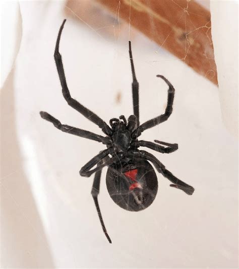 Dangerous Black Widow Spider Pictures Weneedfun