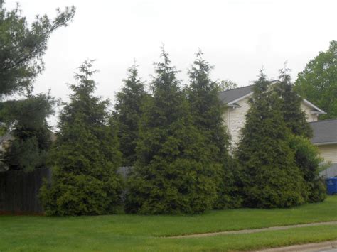 Hickory Lane Farms Western Arborvitae Thuja Plicata Hickory Lane Farms