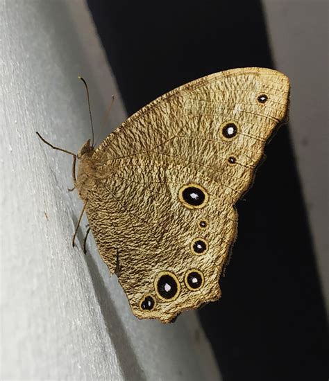 Common Evening Brown Butterflies Of Tamil Nadu · Inaturalist