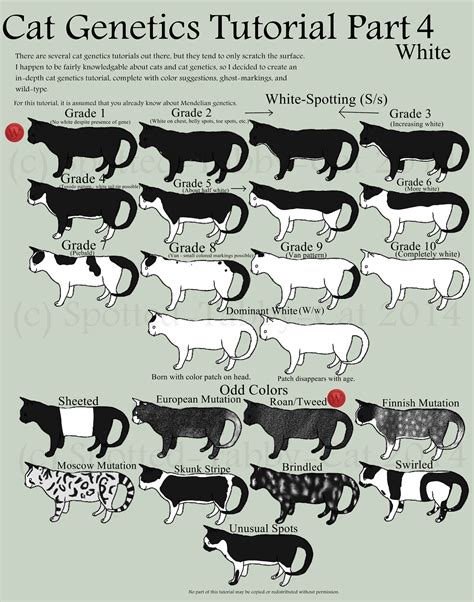 Similar color charts have appeared in wright & walters (the book of the cat, 1980) and in robinson's genetics (1977 onwards) and i've updated those normal agouti hairs have bands of light and dark pigment corresponding to the coat colour e.g. Cat Genetics Tutorial Part 4 (White) by Spotted-Tabby-Cat ...