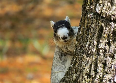The south node in scorpio represents a longing for close bonding and mutual empowerment with another person. Southern Fox Squirrel | Brookgreen Gardens, S. Carolina ...