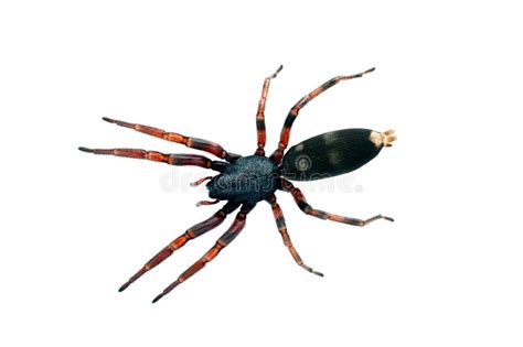 Australian Spiders The 10 Most Dangerous Queanbeyan Pest Control