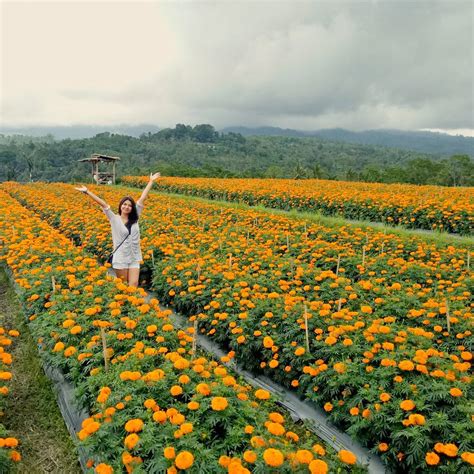 Tanaman hias bunga lantana berasal dari daratan benua amerika di wilayah tropis. Taman Bunga Pandeglang Kaduhejo : Taman Bunga Pandeglang ...