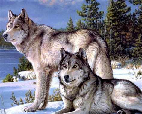 Wolf Couple Wolves Pinterest Wolf Gray Wolf And Animal