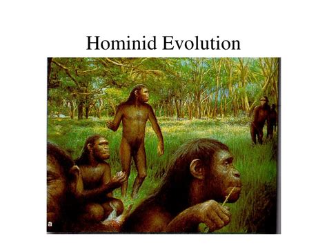 Ppt Hominid Evolution Powerpoint Presentation Free Download Id9370945