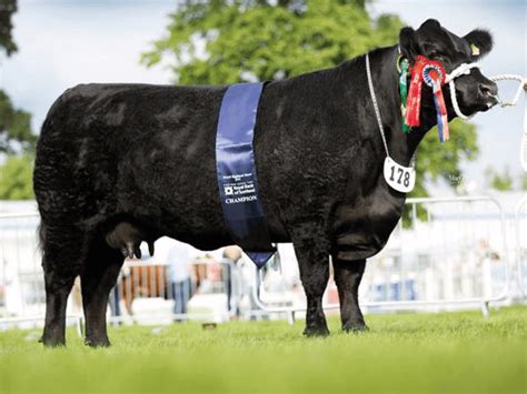 Retties Jfk Aberdeen Angus Semen For Your Beef Herd