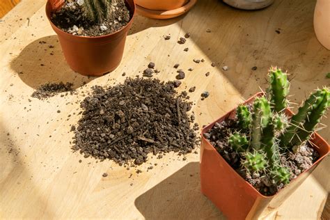 Cactus Soil and How it Differs From Regular Potting Mix