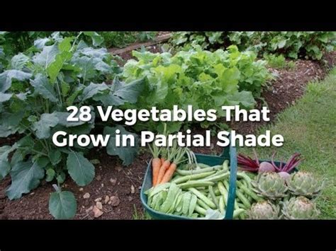 When growing your own lettuce, use a good pair of scissors to cut the leaves off for salads. 28 Vegetables that Grow in Partial Shade - YouTube
